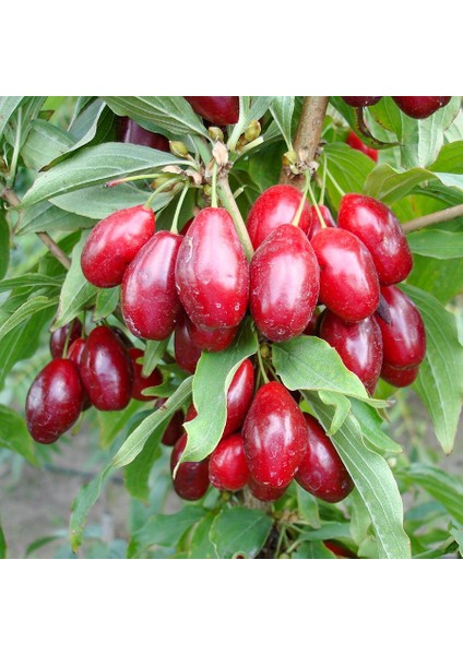 Aşılı Kızılcık Meyve Fidanı