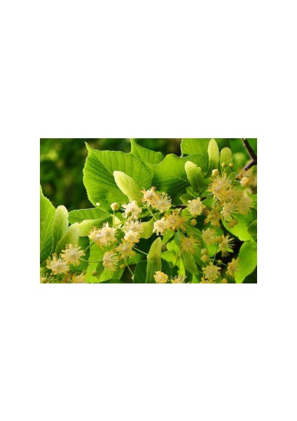 Aromalı Ihlamur Fidanı