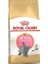British Shorthair Kitten Yavru Kedi Maması 2 kg 1