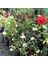 Tüplü Aşılı Planten Un Blomen Kırmızı Beyaz Yediveren Gül Fidanı 3