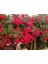 Tüplü Kokulu Kırmızı Cherry Belle Sarmaşık Gül FIDANI(120-160 Cm) 1