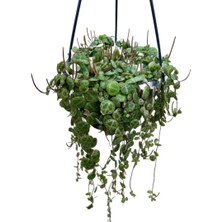 Betonish Peperomia Prostrata