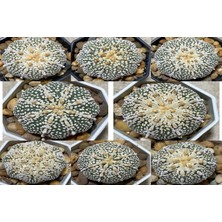 Bade 100 Adet  Kaktüs Tohumu Karışık  Astrophytum Astro ( 5 Ribs,kıkko,superkabuto ,star Type, V Type )