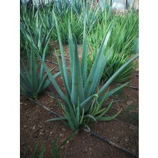 Aloe Vera Barbadensis Stocton 60 - 70 Cm  4 Yaşında Saksısız Fidan