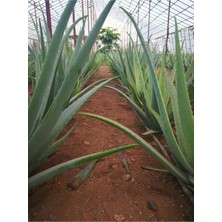 Aloe Vera Barbadensis Stocton 60 - 70 Cm  4 Yaşında Saksısız Fidan