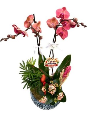 Fidanova Orkide Özel Gün Aranjmanı 60-80 Cm