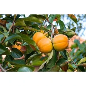 Harbiye Yöresel Hatay Çikolata Cennet Hurması(2 Kg)