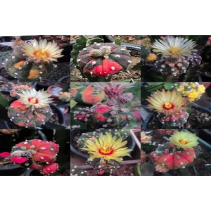 100 Adet  Kaktüs Tohumu Karışık  Astrophytum Astro ( 5 Ribs,kıkko,superkabuto ,star Type, V Type )