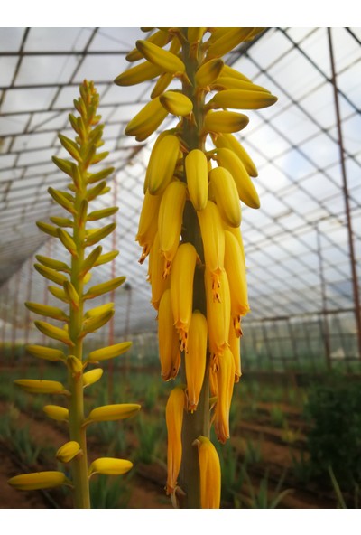 Aloe Vera Barbadensis Stocton 60 - 70 Cm 4 Yaşında Saksısız Fidan