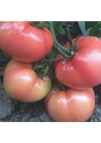 Domates Tohumu Pembe Sultan F1 Domates - 1000 Adet Tohumluk