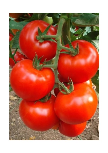 Domates Tohumu A-Z 54 F1 Sirik Tane Domates - 1000 Adet Tohumluk
