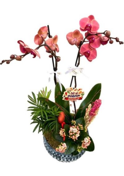 Orkide Özel Gün Aranjmanı 60-80 Cm