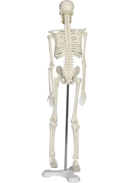 Tam Iskelet Maketi 45 cm Model 4