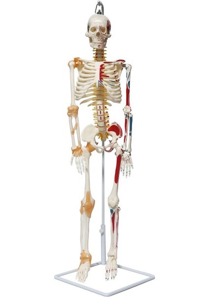 Tam Iskelet Maketi 85 cm Model 9