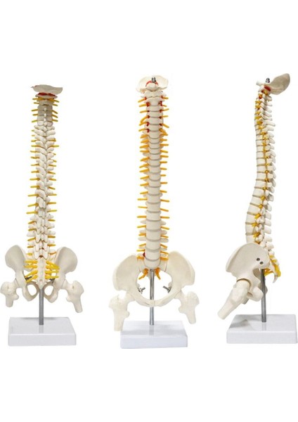 Omurga Maketi 45 cm Model 13 fiyatları
