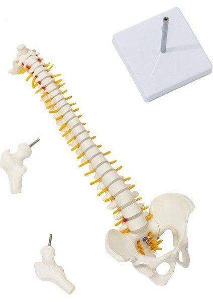 Omurga Maketi 45 cm Model 13 modelleri