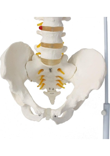 Omurga Maketi 85 cm Model 15 fiyatları