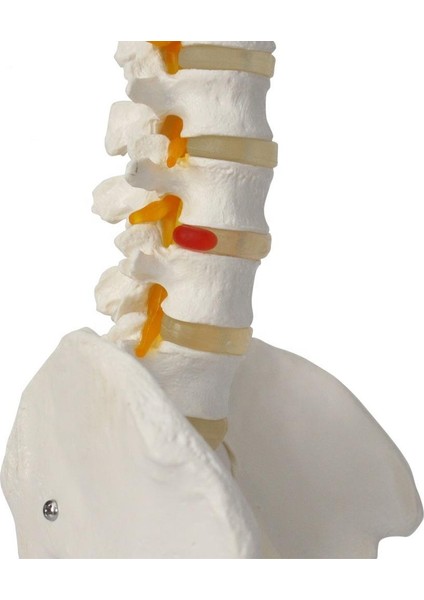 Omurga Maketi 85 cm Model 15 fırsatları