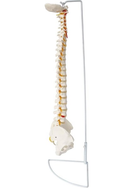 Omurga Maketi 85 cm Model 15 indirimleri