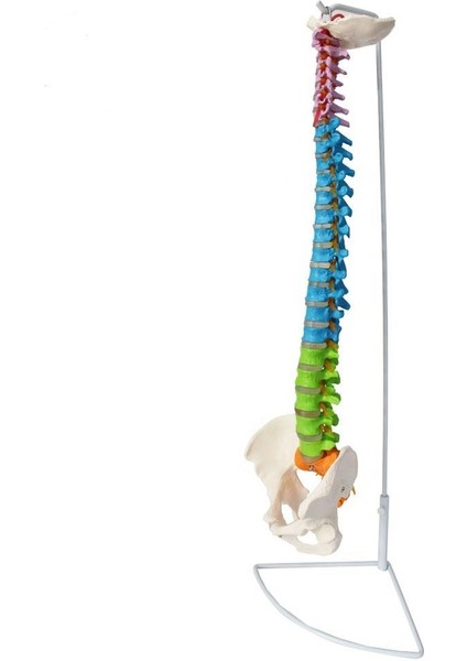 Omurga Maketi 85 cm Model 18