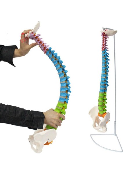 Omurga Maketi 85 cm Model 18 fiyatları