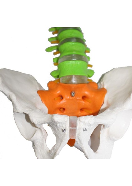 Omurga Maketi 85 cm Model 18 fırsatları