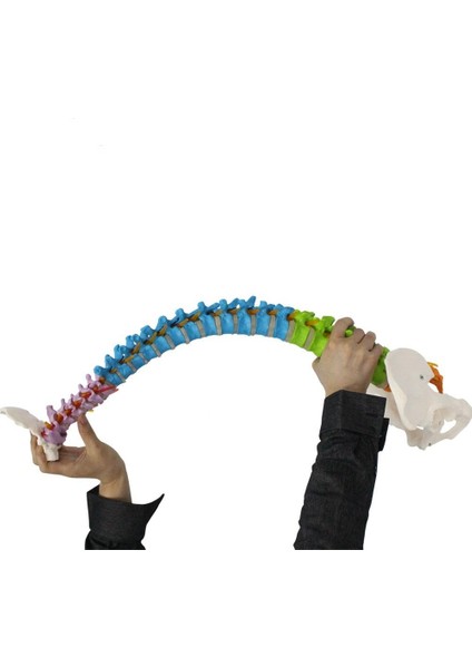 Omurga Maketi 85 cm Model 18 indirimleri