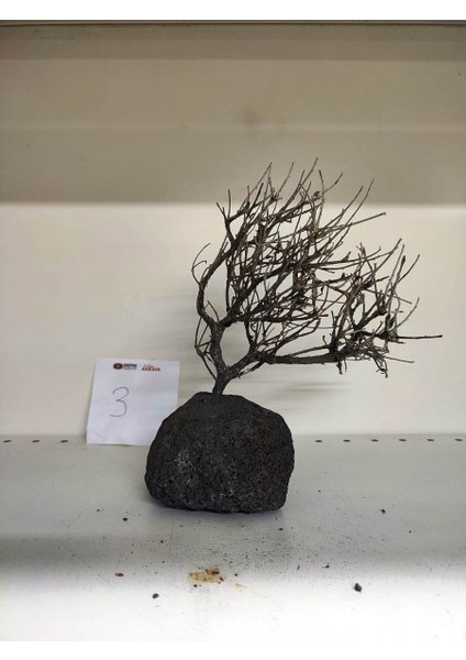 Özel Tasarım Akvaryum Dekoratif Ağaç Kaya 18*15 cm No:3