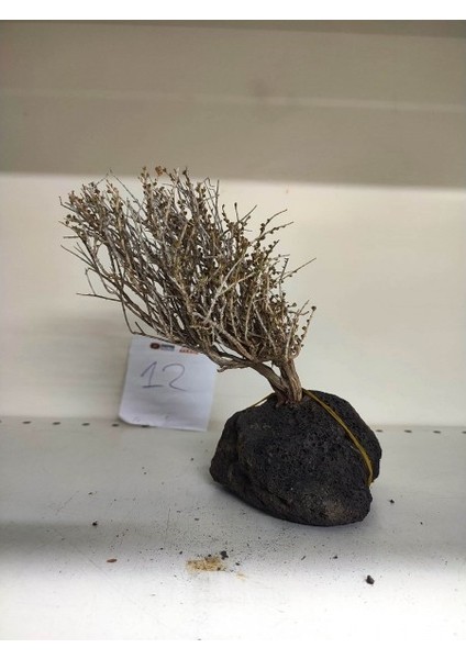 Özel Tasarım Akvaryum Dekoratif Ağaç Kaya 22*10 cm No:12