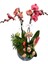 Orkide Özel Gün Aranjmanı 60-80 Cm 1