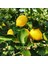 Mayer 7 Veren Limon Fidanı 1