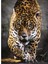 39378 Clementoni, Jaguar Yürüyüşü, 1000 Parça Puzzle 2