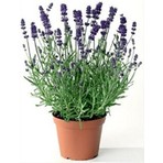 Thebestonline Lavanta Fidesi, Saksıda, 10-15 Cm, 1 Adet