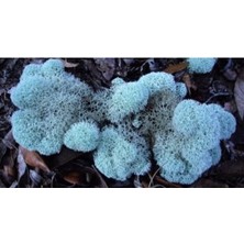 Trend Bahçe Reindeer Moss Aquamarine(Turkuaz) Şoklanmış Norveç Yosunu