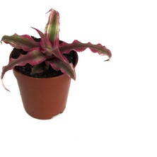 Betonish Cryptanthus Bivittatus 'Ruby'