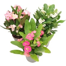 Fidanova Eforbia 3lü 20-40cm