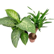 Fidanova Tropik Q17, Yukka Tekli 50-70cm