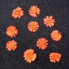 Hobizubi Kurutulmuş Papatya Turuncu 10'lu