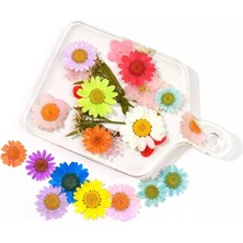 Hobizubi Kurutulmuş Papatya Yumurta Sarı 10'lu