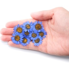 Hobizubi Kurutulmuş Papatya Mavi 10'lu
