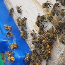 Tarımsal ve Hayvansal Ürünler Arı Dostu Arı Otu Korunga Tohumu