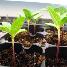 Sera Trend 70 Göz (2 Adet) Viyol Fide Yetiştirme Viyolü Fidan Yetiştirme Kabı Çilek Sebze Meyve Süs Bitkisi Skulent Fidelik