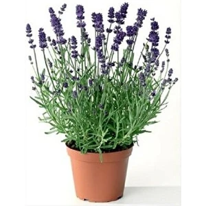 Thebestonline Lavanta Fidesi, Saksıda, 10-15 Cm, 1 Adet