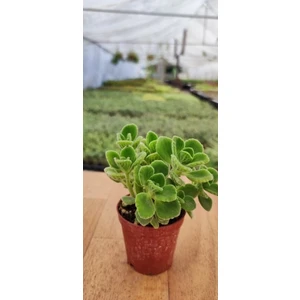 Smy Hobihanem Küba Kekiği Plectranthus Amboinicus 5.5 cm Saksıda