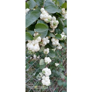 Fidan Yolu Beyaz Inci Çalısı Caprifoliaceae