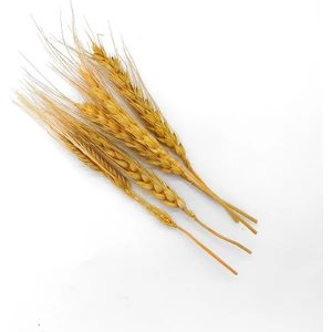 Kurutulmuş Çiçek Kuru Başak Otu