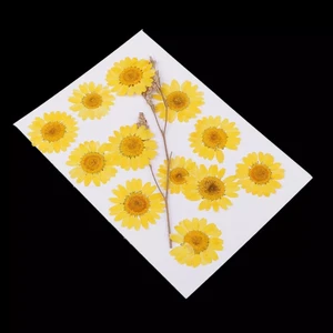 Kurutulmuş Papatya Yumurta Sarı 10'lu