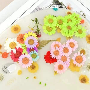 Kurutulmuş Papatya Sarı 10'lu