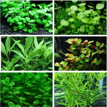 Marimo Scape Bitki Başlangıç Paketi 30 Dal Kolay Bakım Gerektiren Bitkilerle