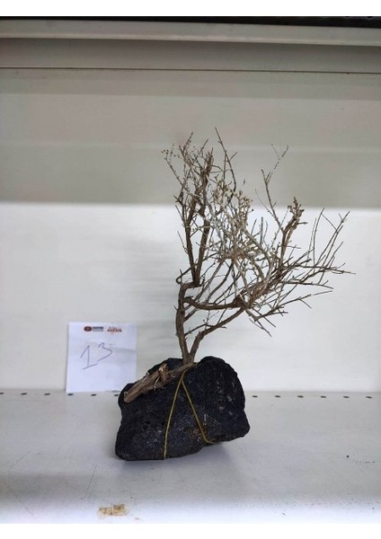 Özel Tasarım Akvaryum Dekoratif Ağaç Kaya 20*26 cm No:13